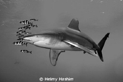 b&w ! by Helmy Hashim 